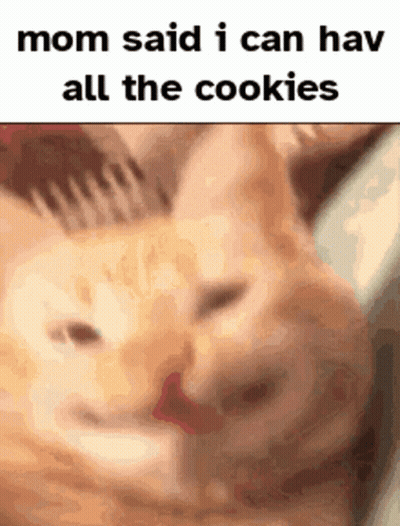 Cat Mom Said I Can Hav All The Cookies GIF