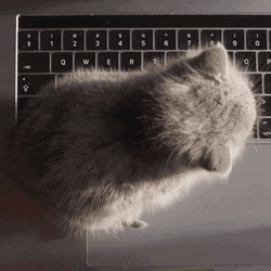 Cat Monday Work Meme GIF