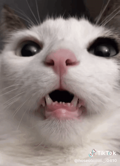 Cat Mouth Closeup TikTok Watermark GIF