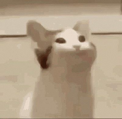 Cat Mouth Open Eyes Closed GIF