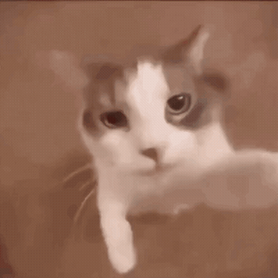 Cat Mouth Open Looking At Camera GIF