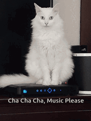 Cat Music Please GIF