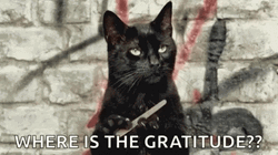 Cat Nail File Where Is The Gratitude GIF