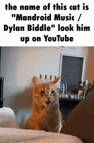 Cat Named Mandroid Music And Dylan Biddle Youtube GIF