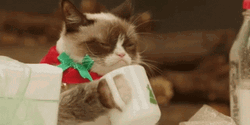 Cat Need Coffee To Wake Up GIF