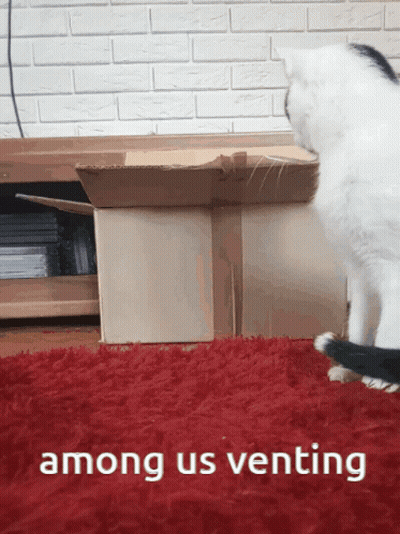 Cat Next To Among Us Venting Cardboard Box GIF