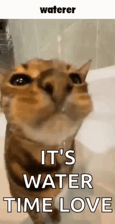 Cat Next To Bathtub Water Time Love GIF