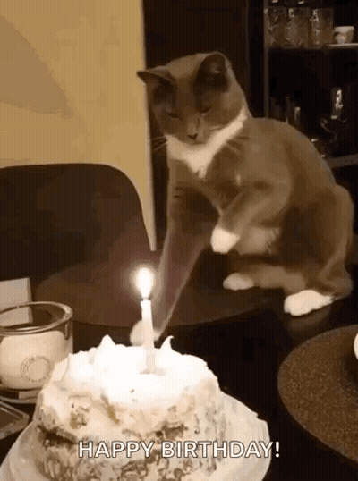 Cat Next To Birthday Cake With Candle GIF