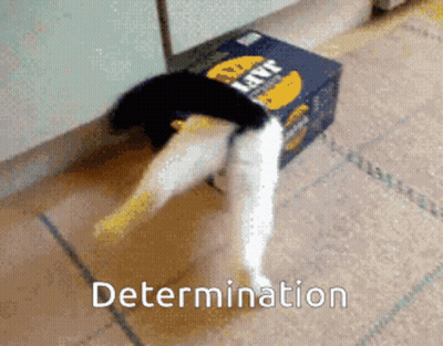 Cat Next To Box Saying Determination GIF