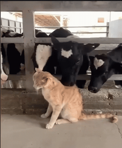 Cat Next To Cow In Fenced Area GIF