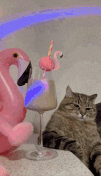 Cat Next To Pink Flamingo Float And Wine GIF