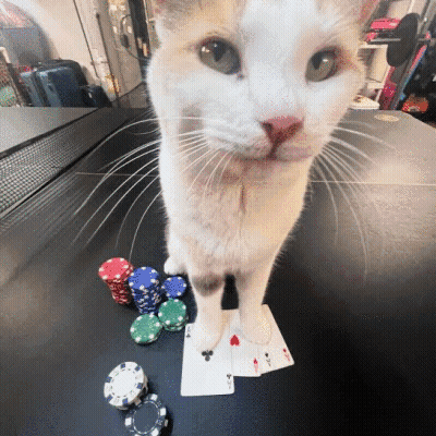 Cat Next To Playing Cards And Chips GIF