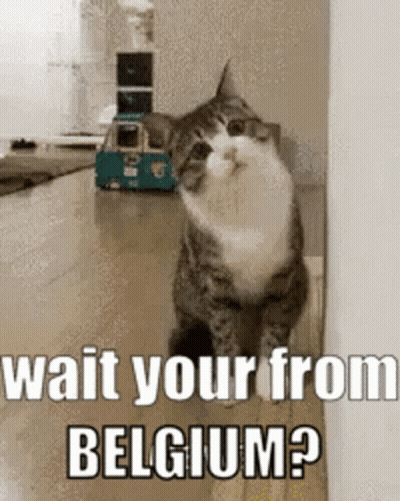 Cat Next To Wall Saying Wait Your From Belgium GIF