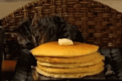 Cat Nicking Pancake GIF