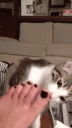 Cat Nipping Feet GIF