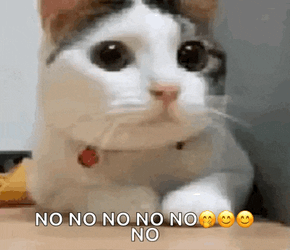 Cat No GIF