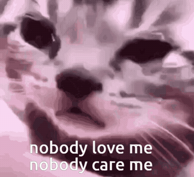 Cat Nobody Love Me Nobody Care Me GIF