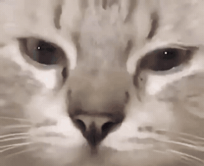 Cat Nose And Eyes Close Up GIF