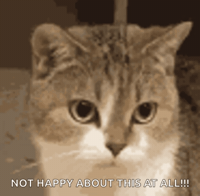 Cat Not Happy About This At All GIF