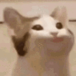 Cat Not Talking Just Smiling GIF