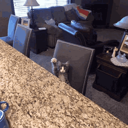 Cat Not Waving Just Raising Paw GIF