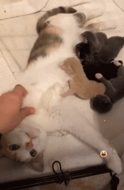 Cat Nursing Kittens Lying On Back GIF