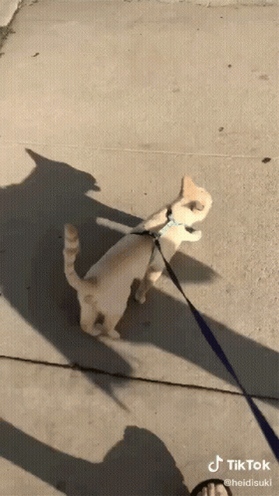 Cat On A Leash With TikTok Watermark GIF