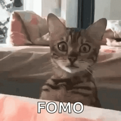Cat On Bed Looking At Camera With Open Mouth GIF