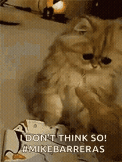 Cat On Bed Paws On Box Looking At Camera GIF