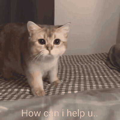 Cat On Bed Saying How Can I Help U GIF