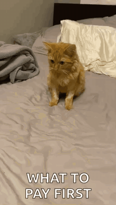 Cat On Bed Saying What To Pay First GIF
