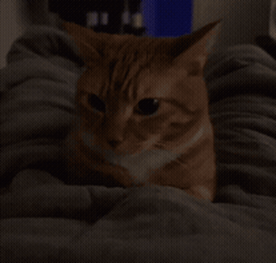 Cat On Bed With Blanket Looking At Camera GIF