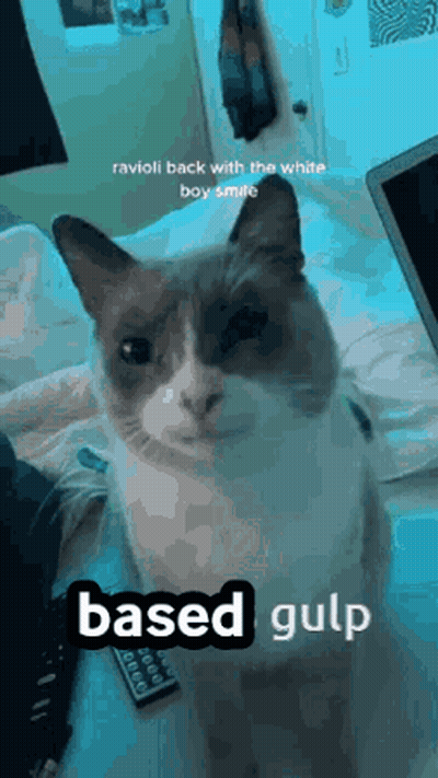 Cat On Bed With Laptop Remote Saying Based Gulp GIF