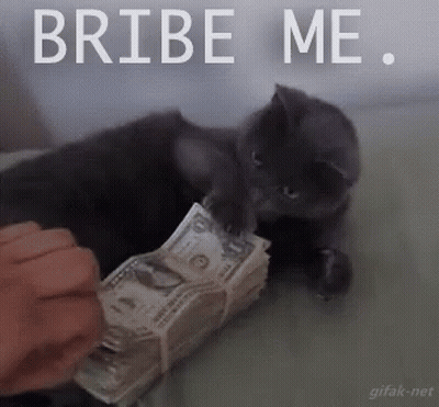 Cat On Bed With Money Stack Saying Bribe Me GIF