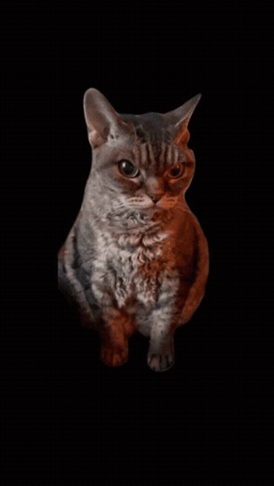 Cat On Black Background Looking Up GIF