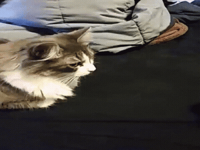 Cat On Black Couch With Arm Behind GIF