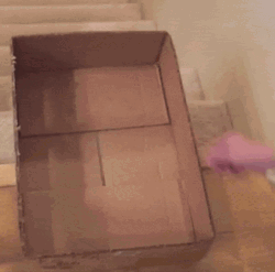 Cat On Box Slide On Stairs GIF