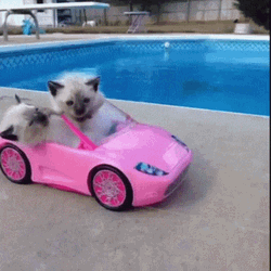 Cat On Cars GIF