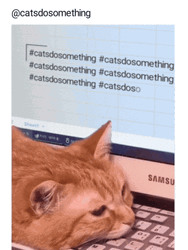 Cat On Computer Cat Do Something GIF