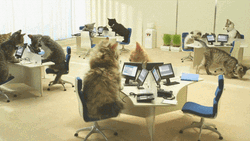 Cat On Computer Inside The Office GIF