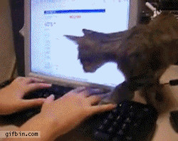 Cat On Computer Laying Down GIF
