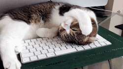 Cat On Computer Lying Its Head GIF