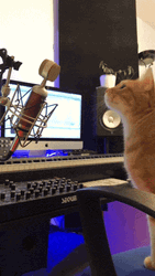 Cat On Computer Singing GIF