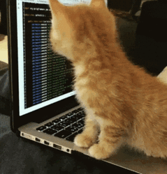Cat On Computer Soft Feet Taps GIF