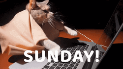 Cat On Computer Sunday GIF