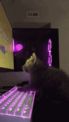 Cat On Computer Typing On Purple Keyboard GIF