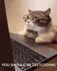 Cat On Computer You SHould Be Leetcoding GIF