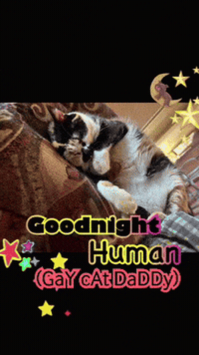 Cat On Couch Goodnight Human Gay Cat Daddy GIF