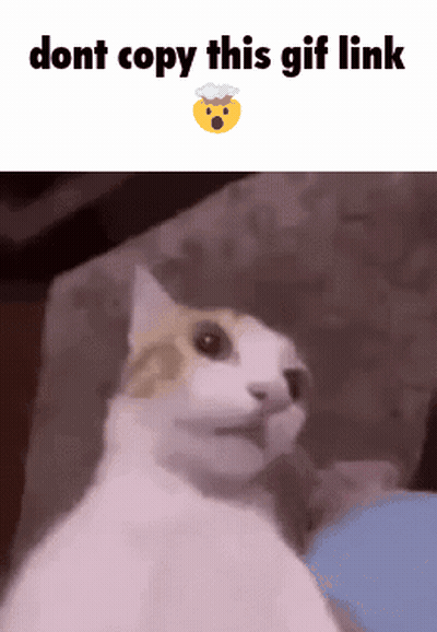 Cat on Couch Saying Dont Copy This Gif Link