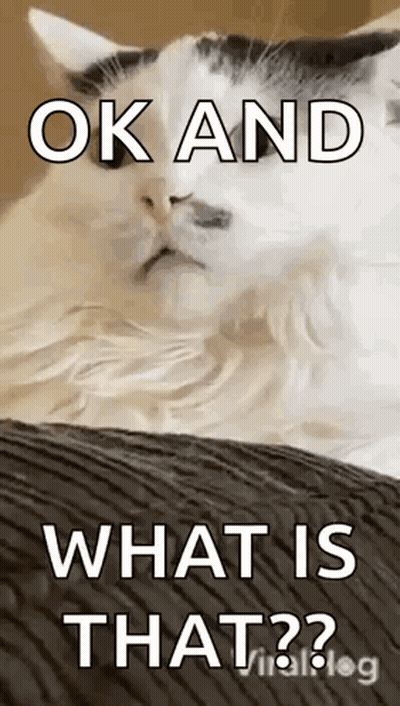 Cat On Couch Saying Ok And What Is That GIF